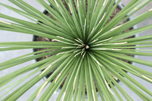 Dasylirion longissimum