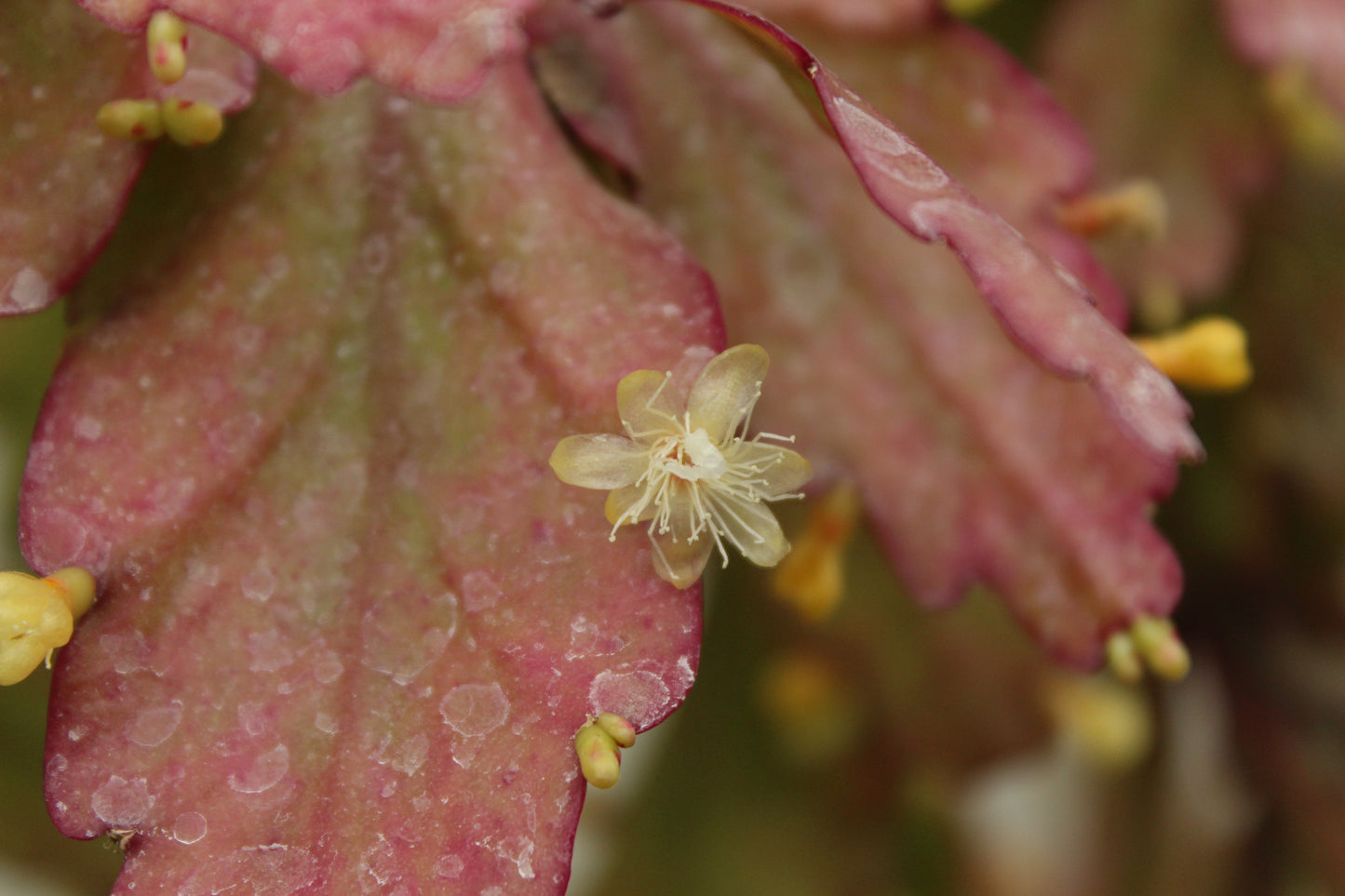 Rhipsalis rhombea