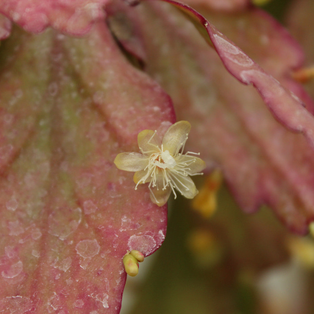 Rhipsalis rhombea Image