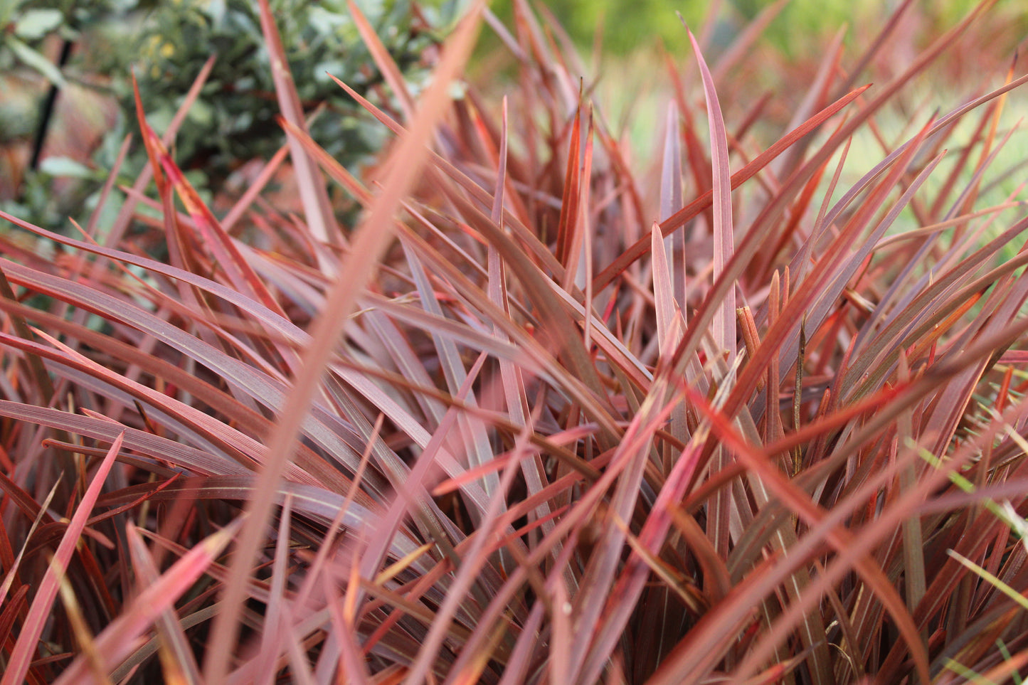 Phormium Sweet Mist