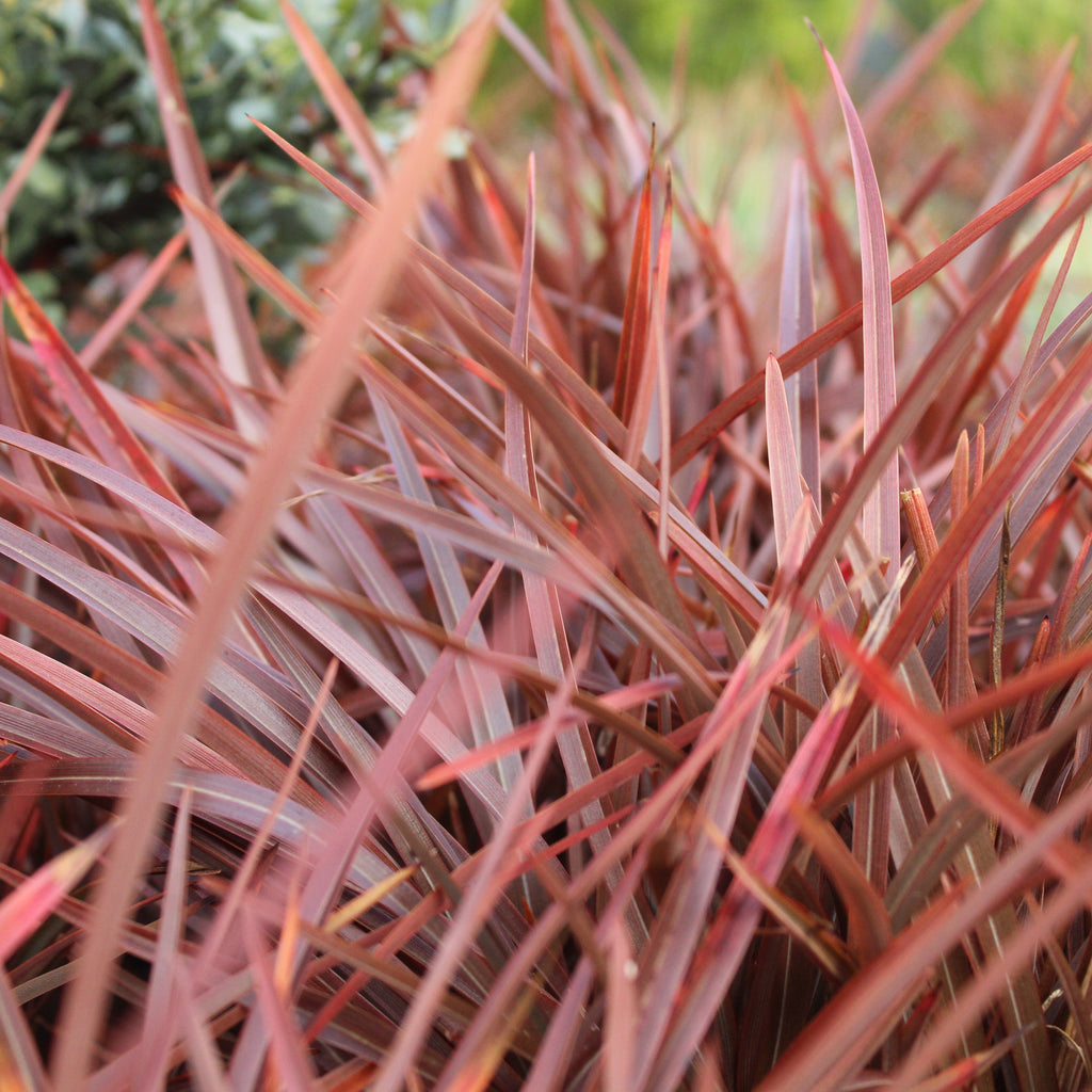 Phormium Sweet Mist Image