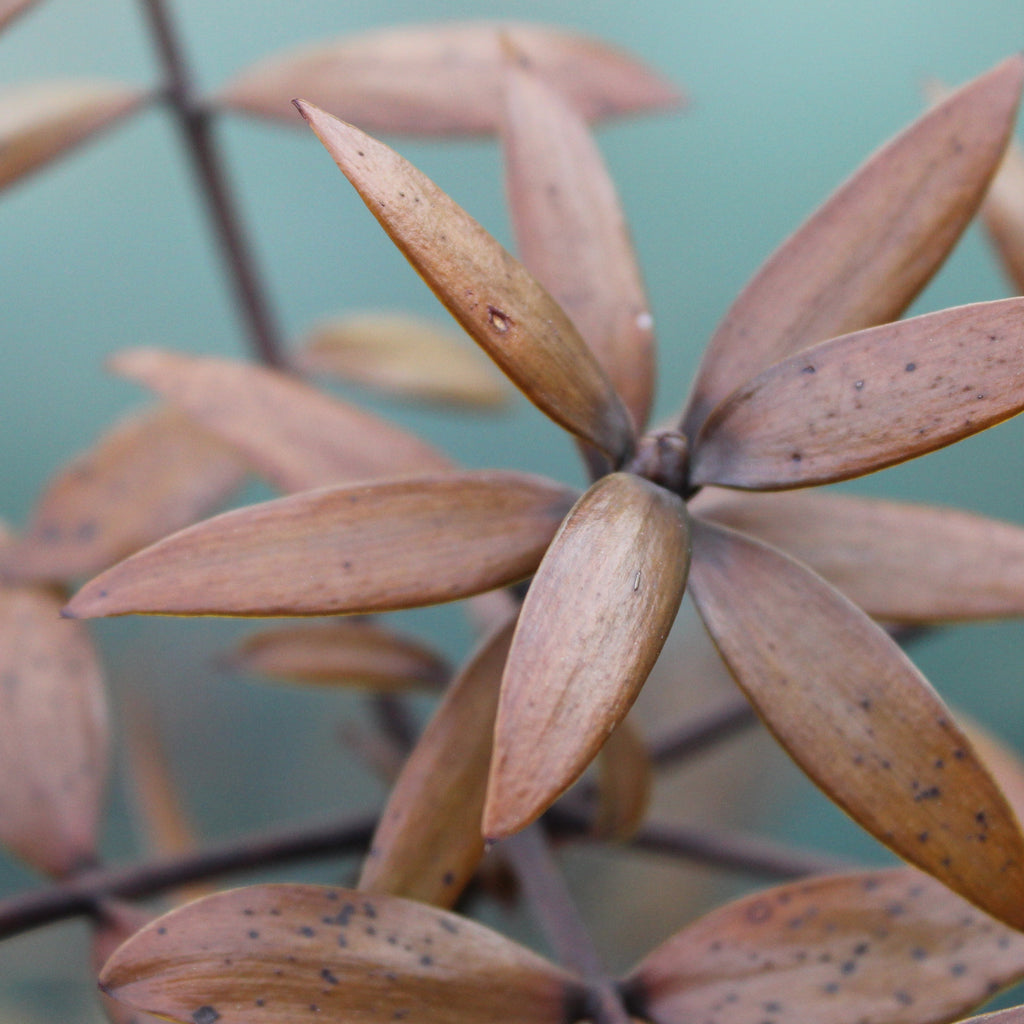 Agathis australis Image