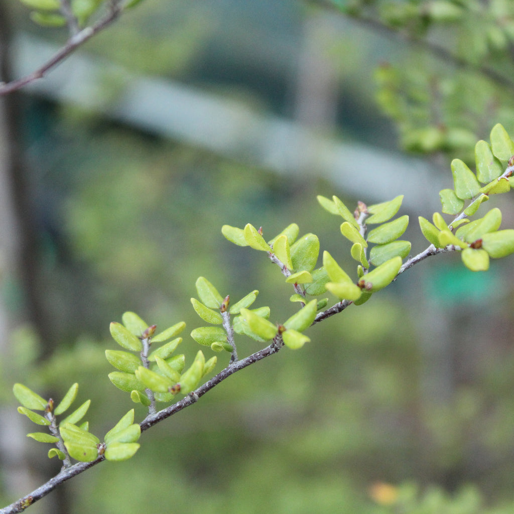 Nothofagus solandrii Image