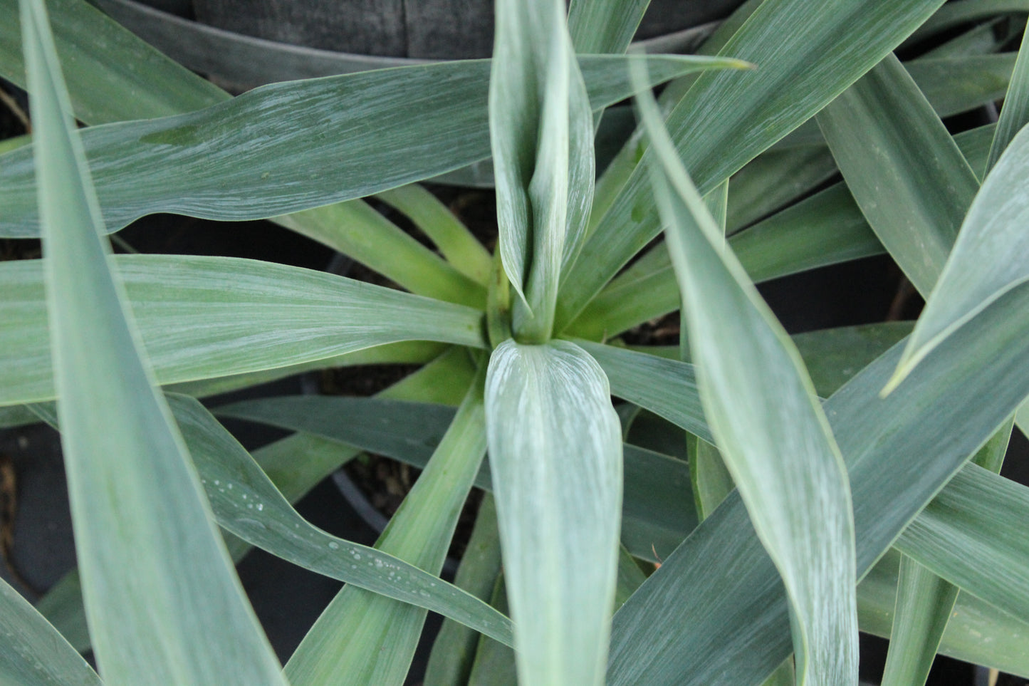 Beschoneria yuccoides