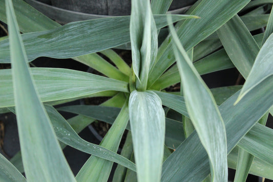 Beschoneria yuccoides