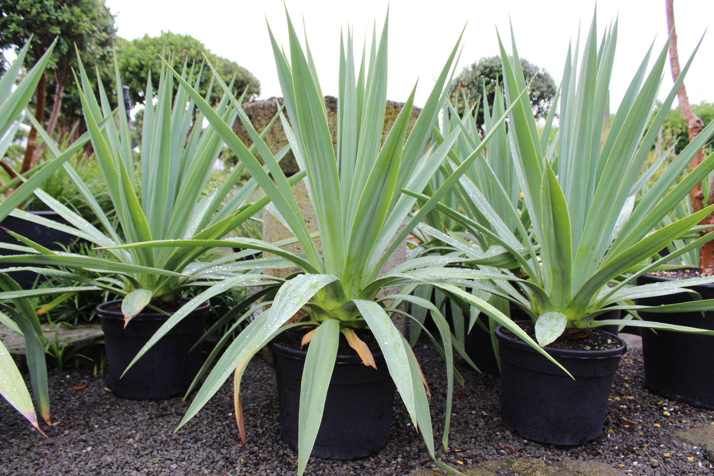 Furcraea quicheensis