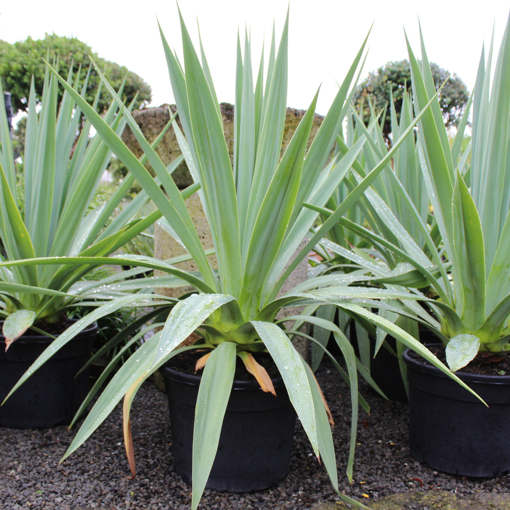 Furcraea quicheensis Image