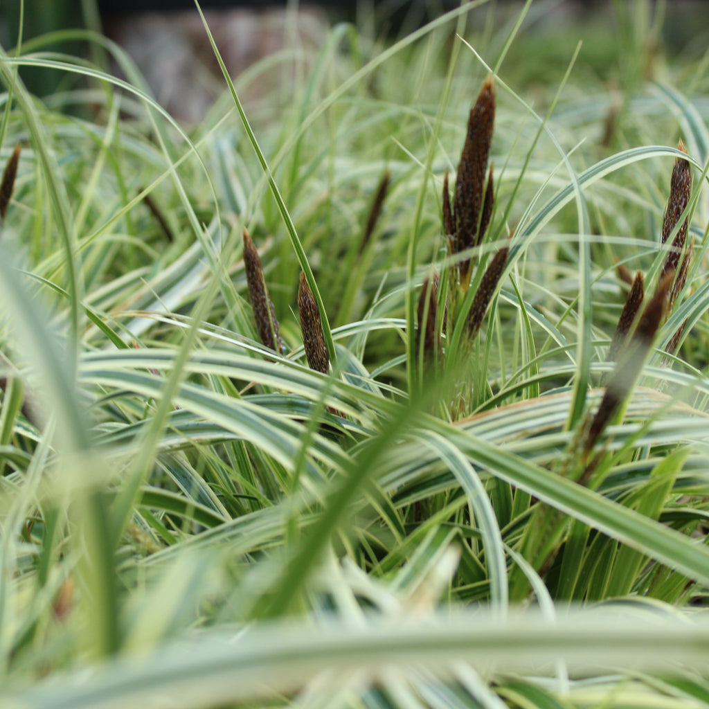 Carex Feather Falls Image