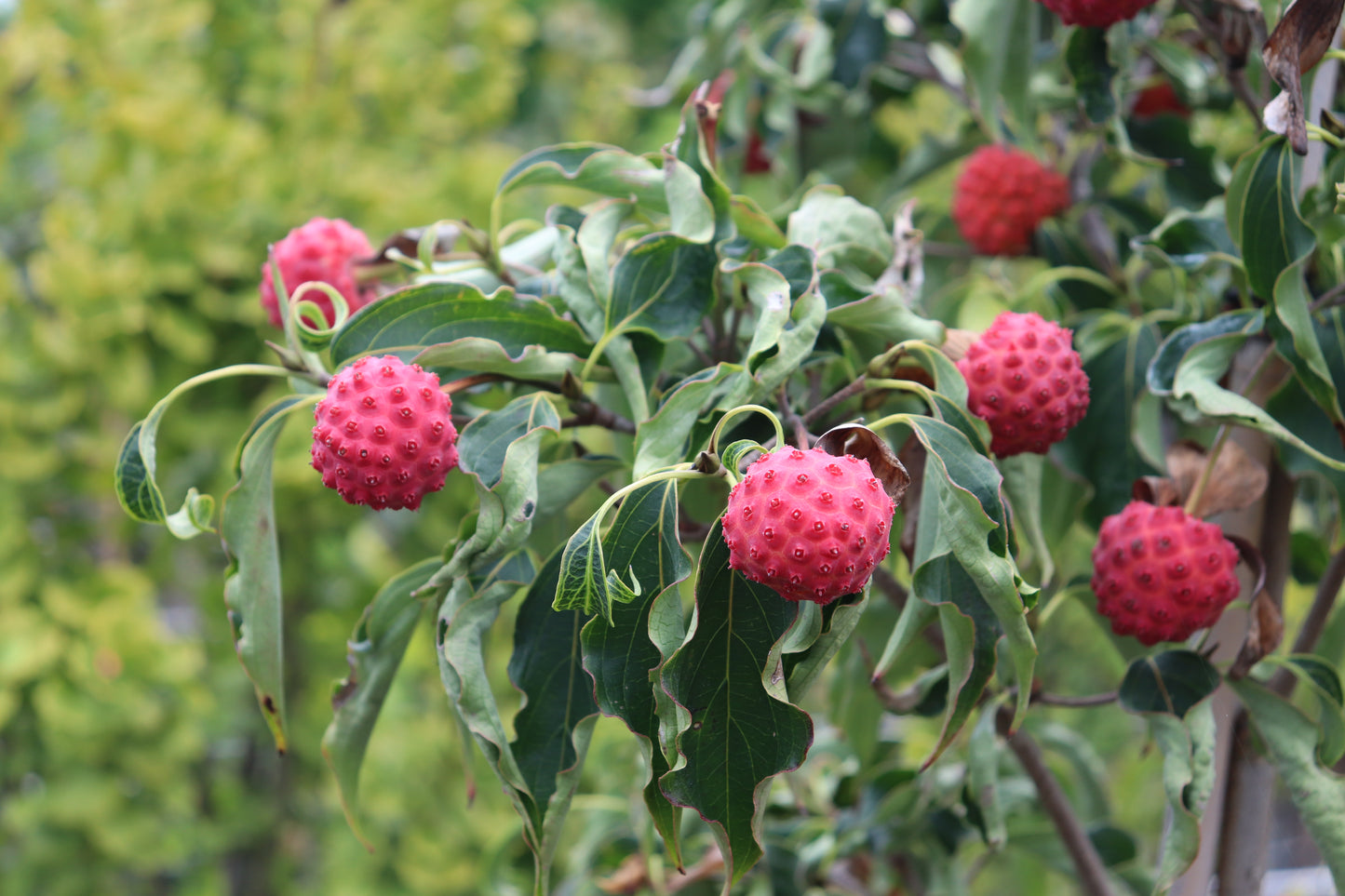 Cornus kousa Milky Way