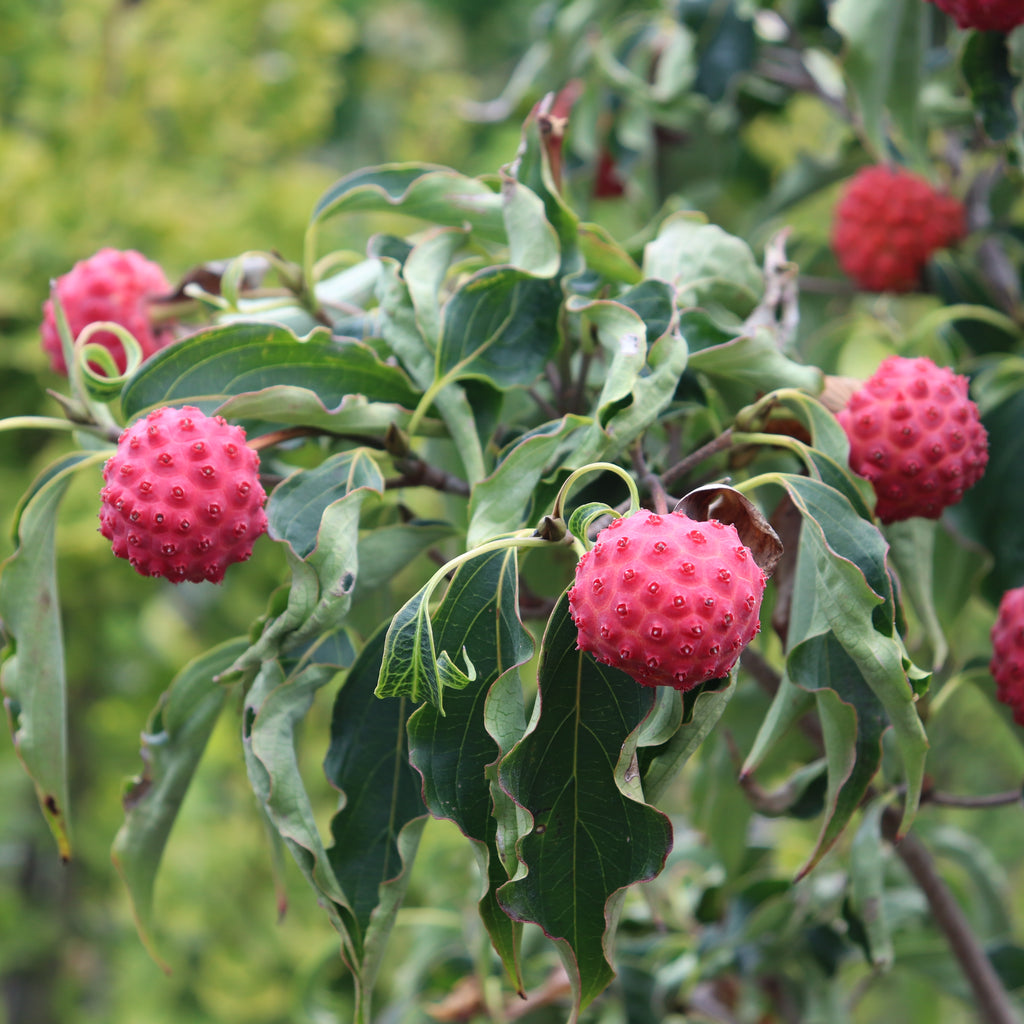 Cornus kousa Milky Way Image