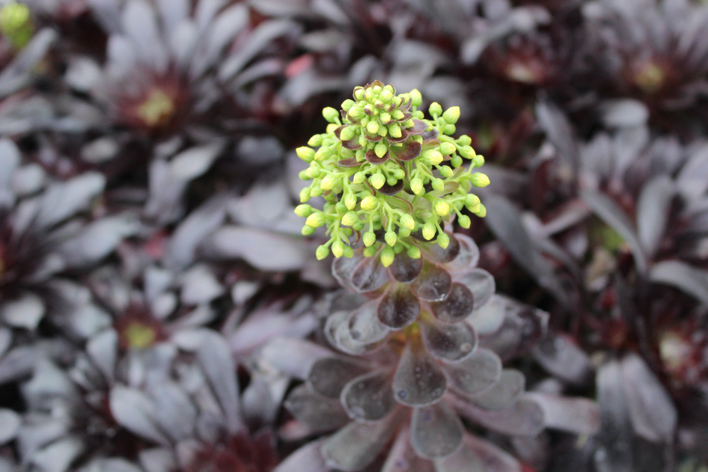 Aeonium schwarzkopf