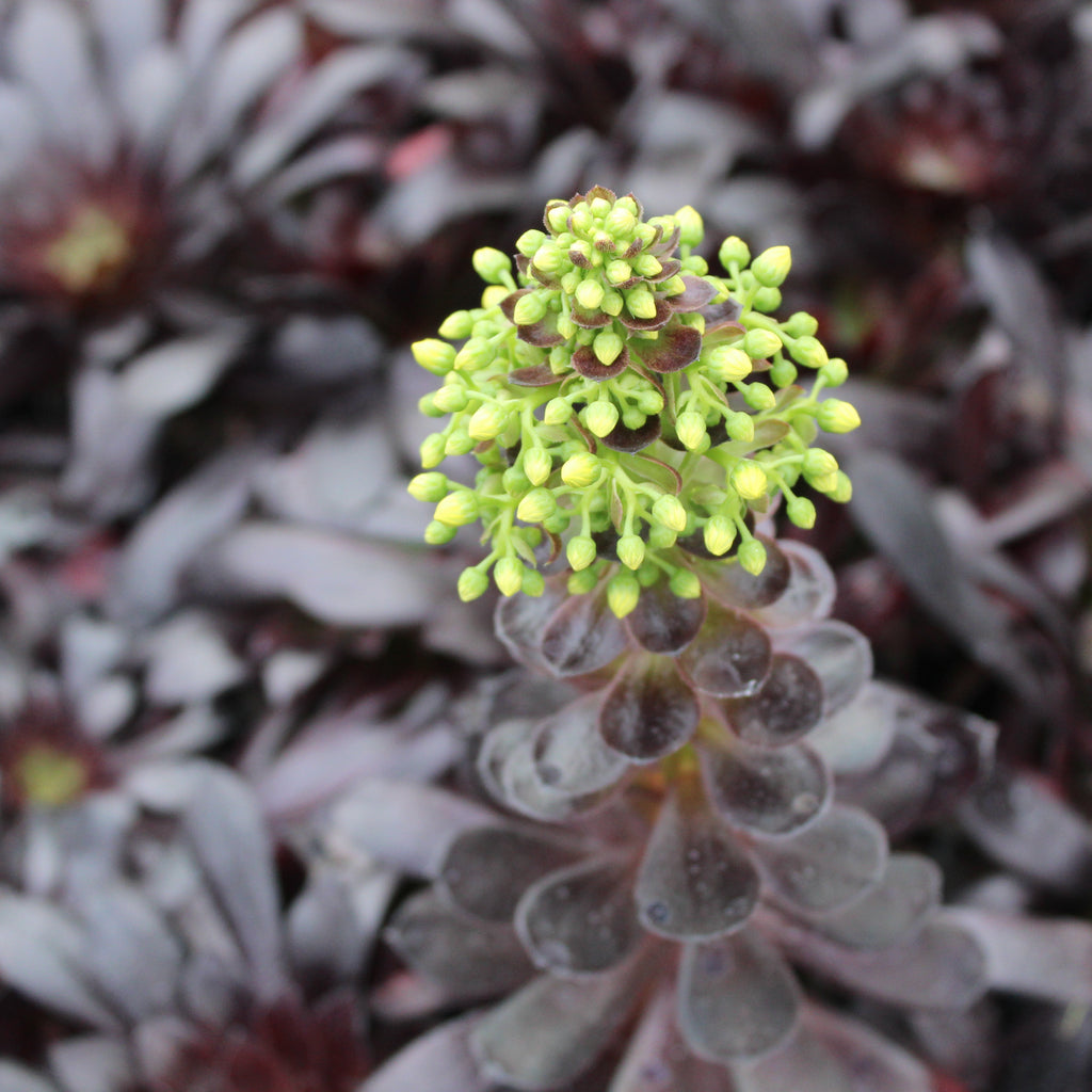 Aeonium schwarzkopf Image