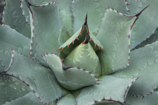 Agave parryi huachucensis