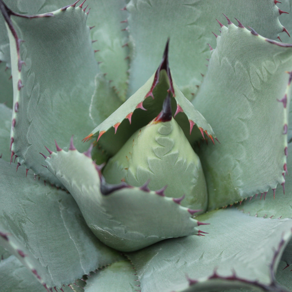 Agave parryi huachucensis Image
