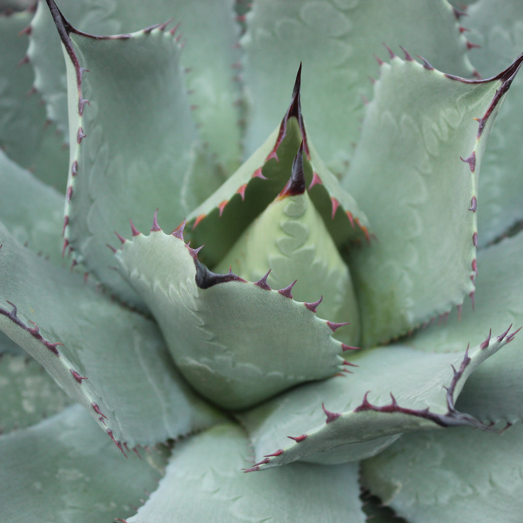 Agave parryi huachucensis Image