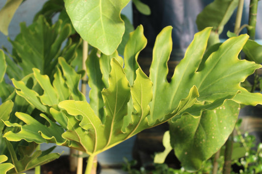 Philodendron bipinnatifidum