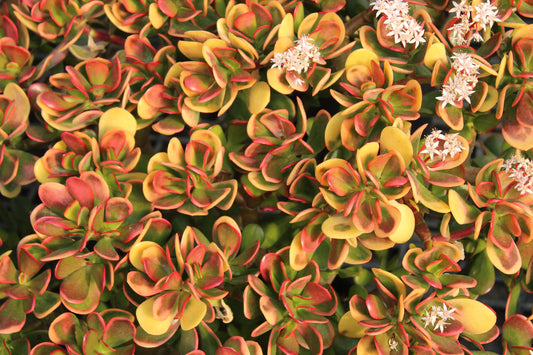 Crassula Jade Sunset