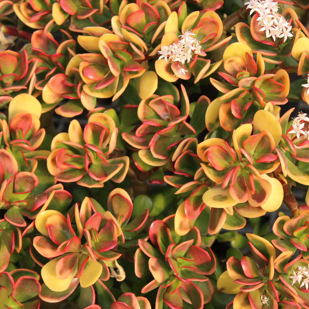 Crassula Jade Sunset Image