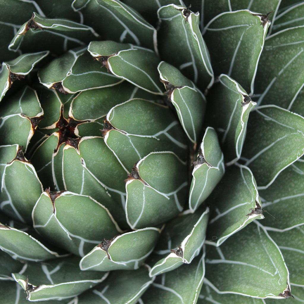 Agave ferdinandi-regis Image