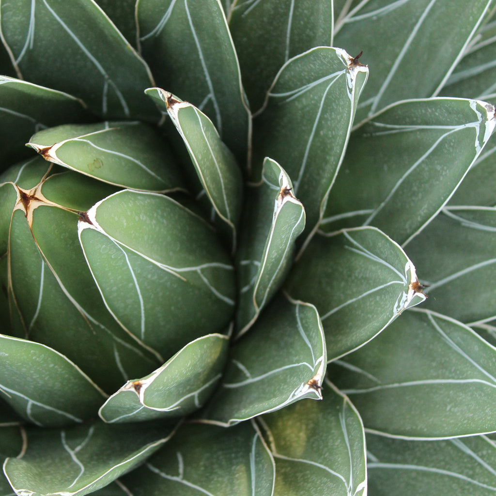 Agave ferdinandi-regis Image