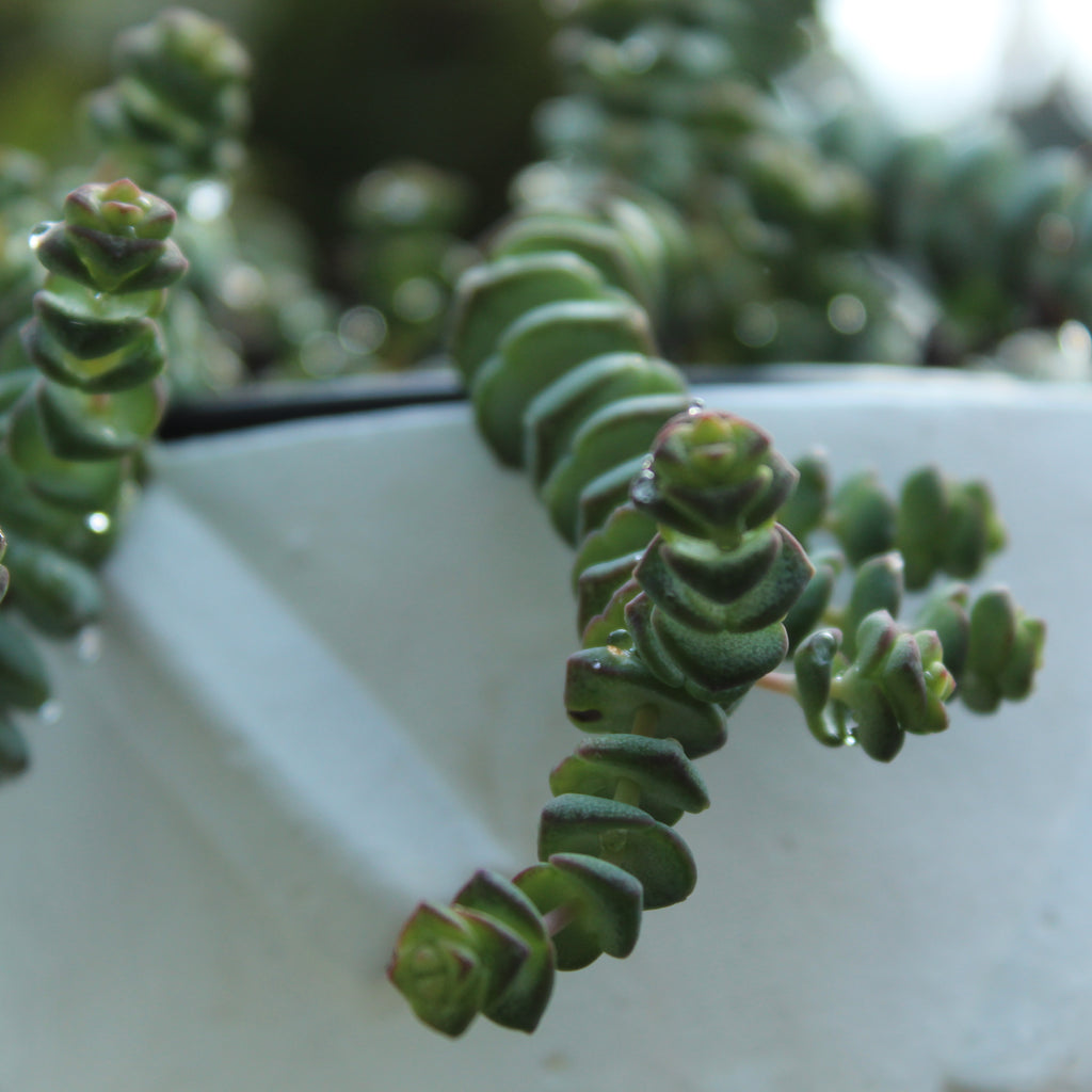 Crassula marneriana Image