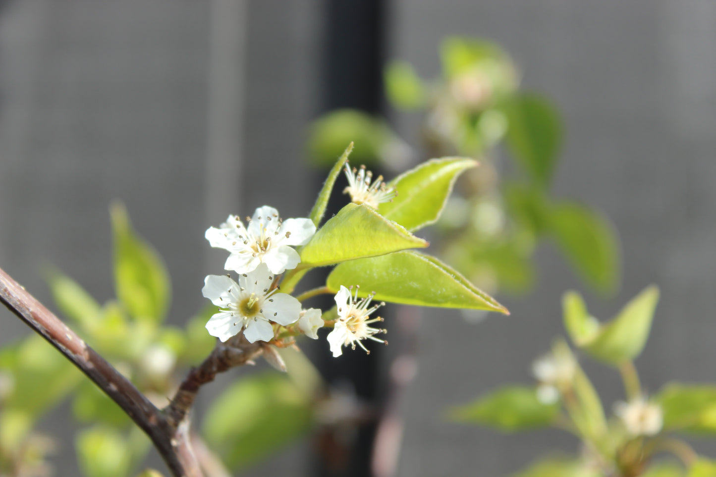 Pyrus calleryana Bradford