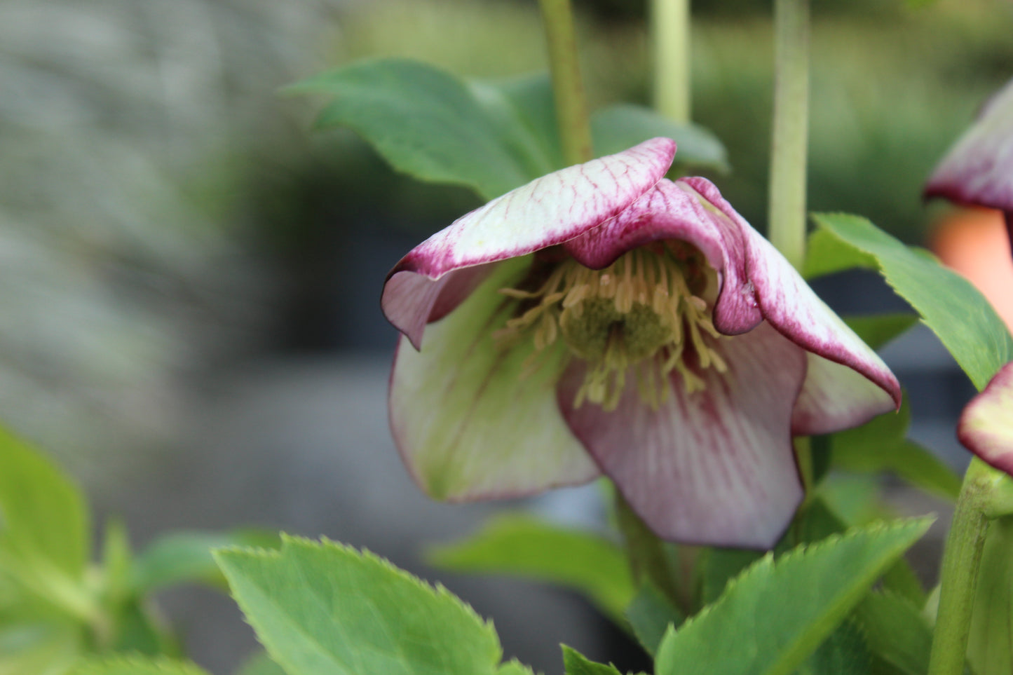 Helleborus Texture Hybrids