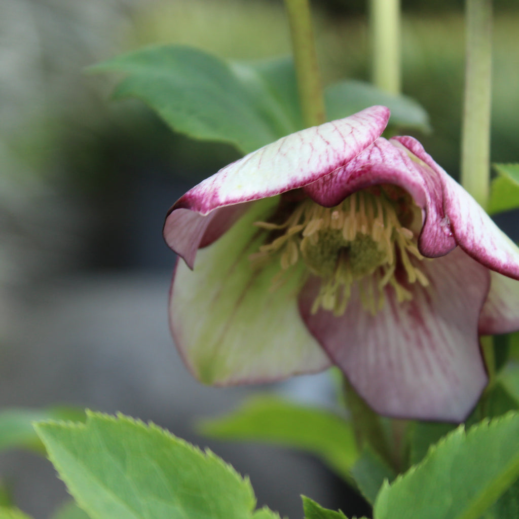 Helleborus Texture Hybrids Image