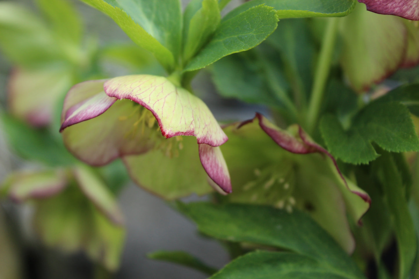 Helleborus Texture Hybrids