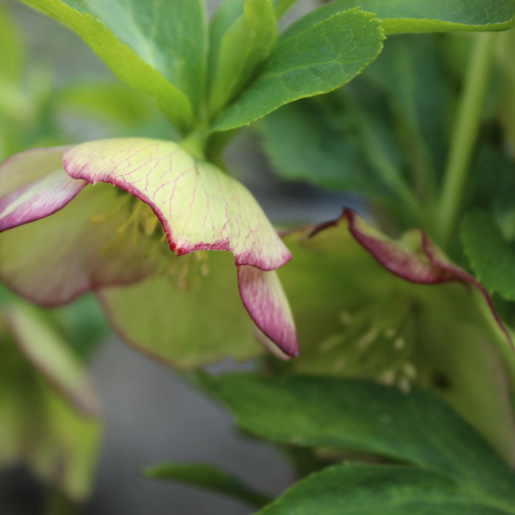 Helleborus Texture Hybrids Image