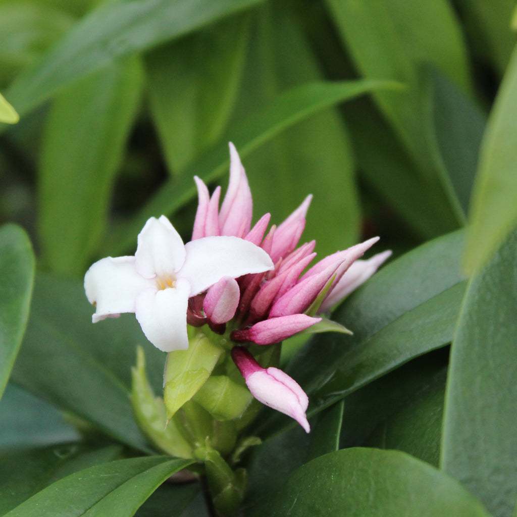 Daphne perfume princess Image