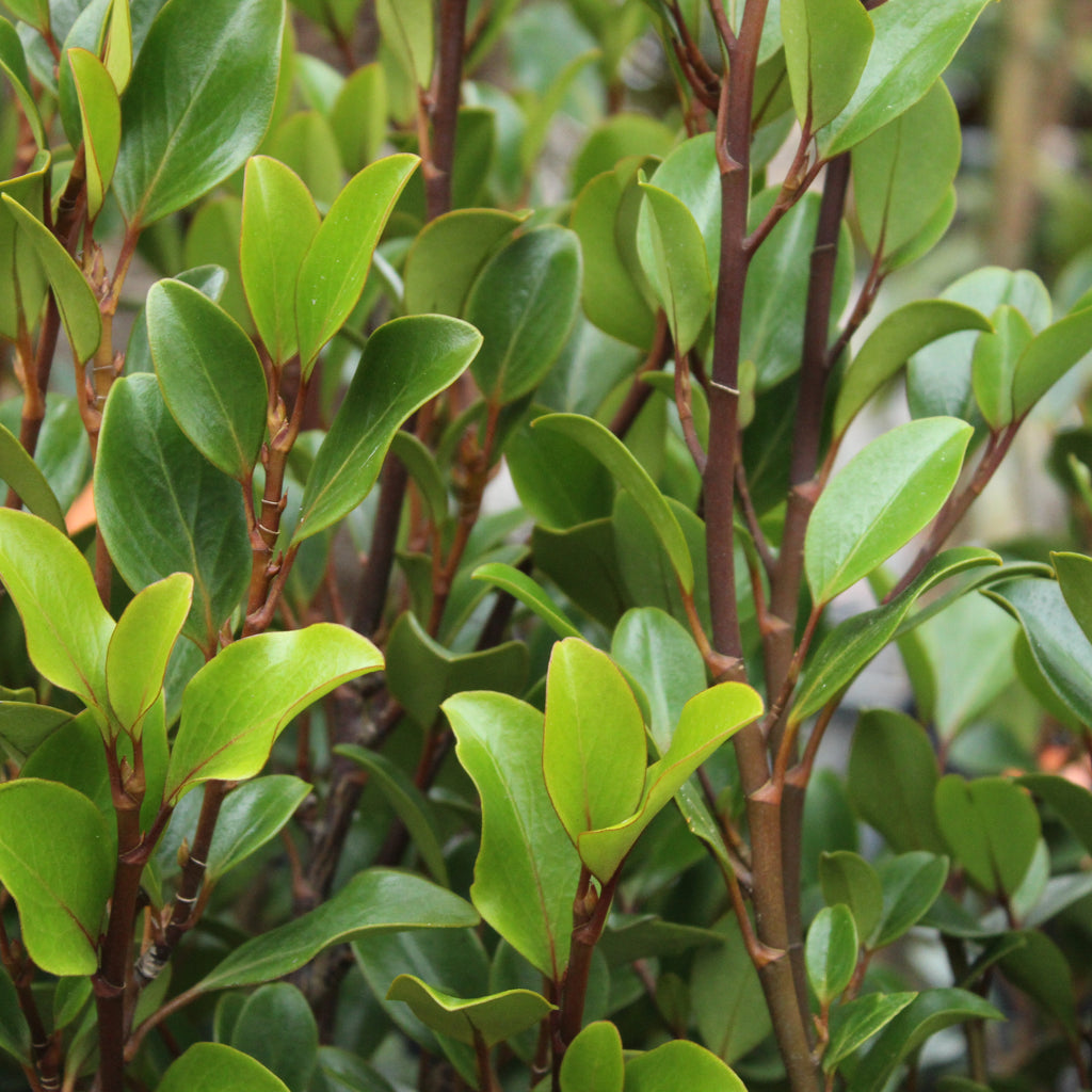 Griselinia littoralis Canterbury Image