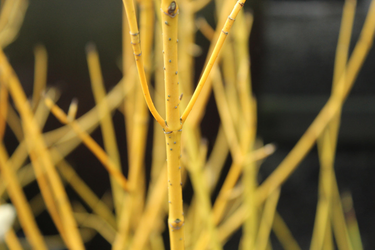 Cornus stolonifera Flaviramea
