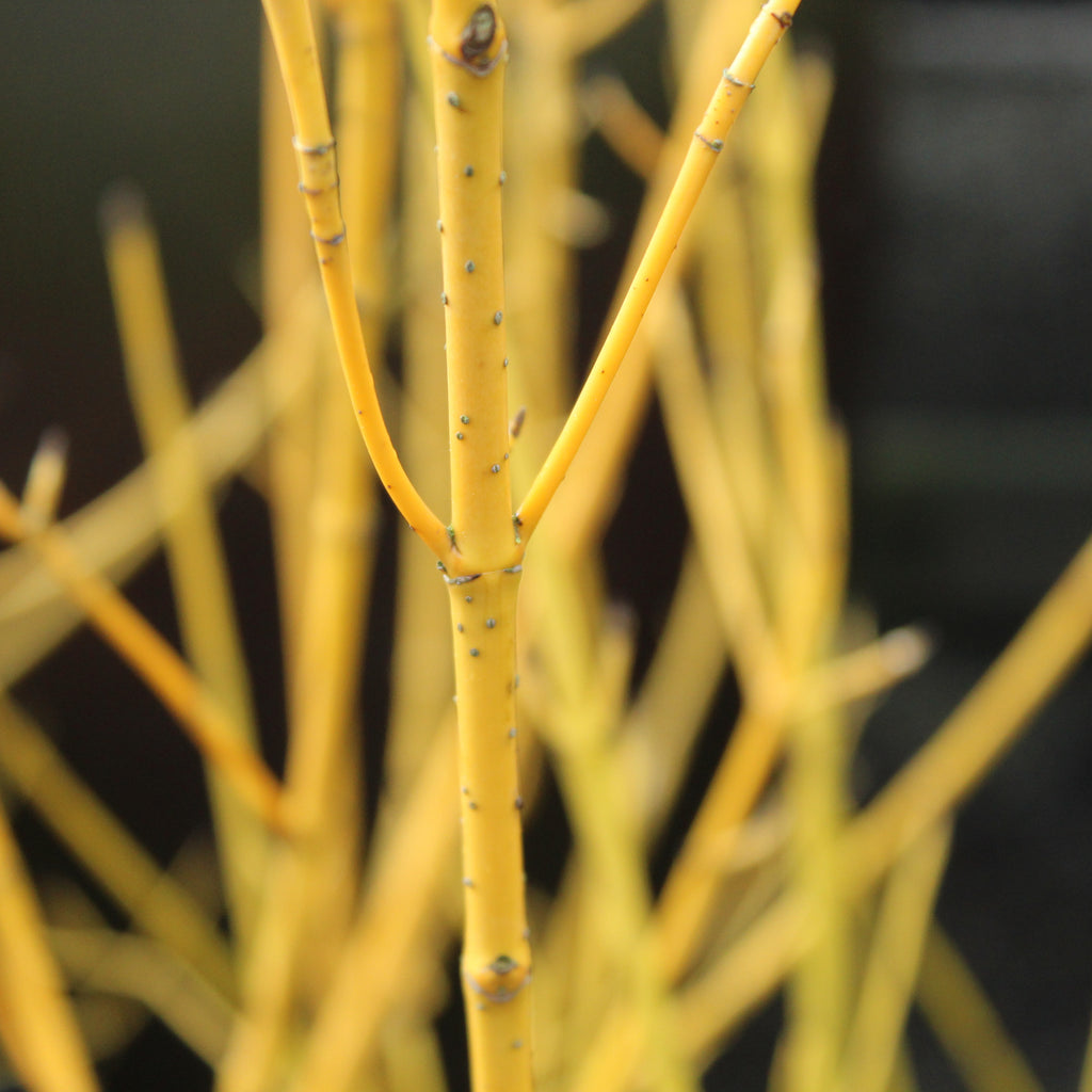 Cornus stolonifera Flaviramea Image
