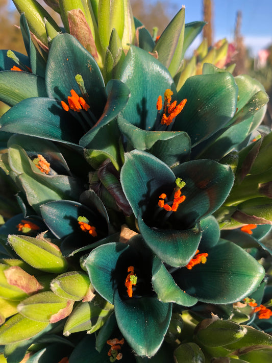 Puya Alpestris