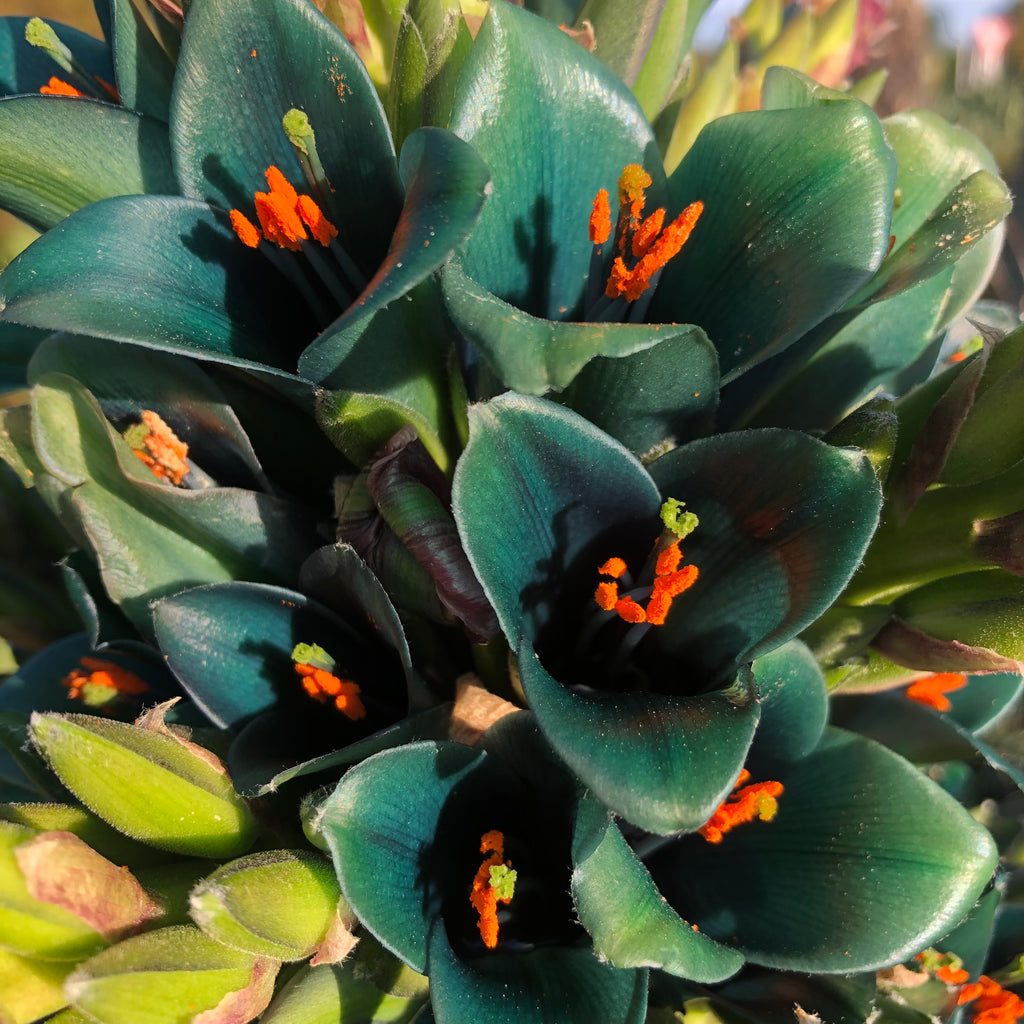 Puya Alpestris Image
