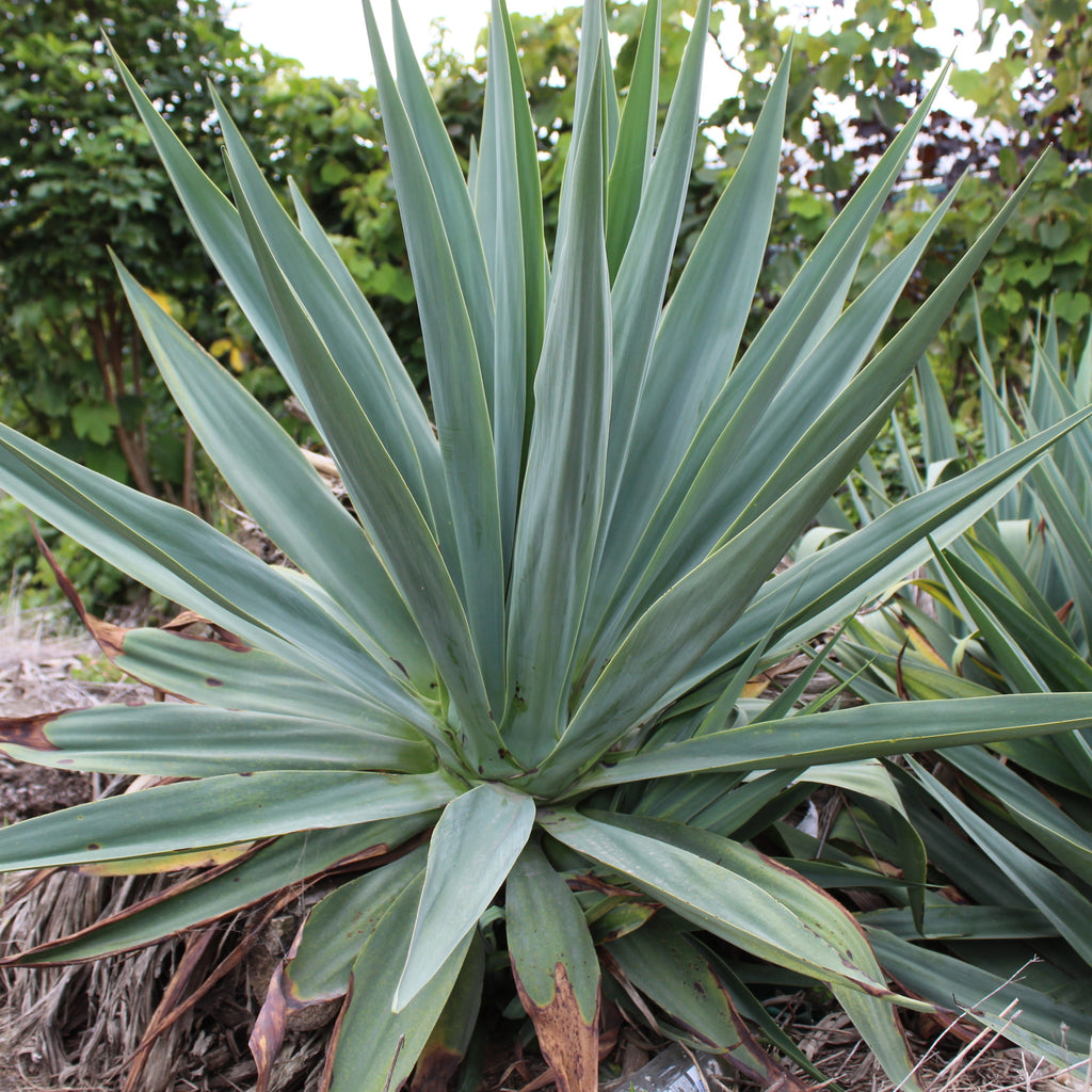 Furcraea quicheensis Image