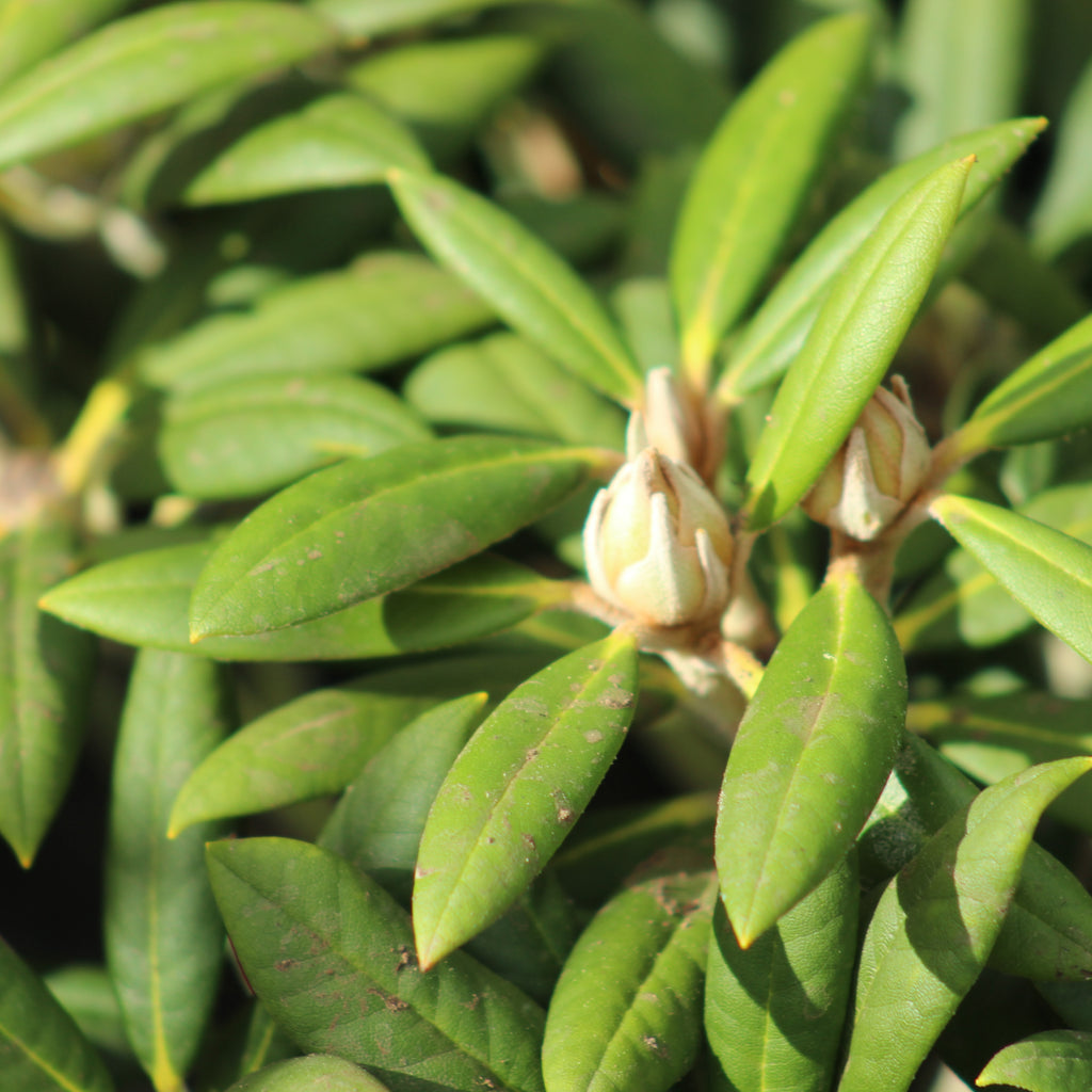 Rhododendron Grumpy Image