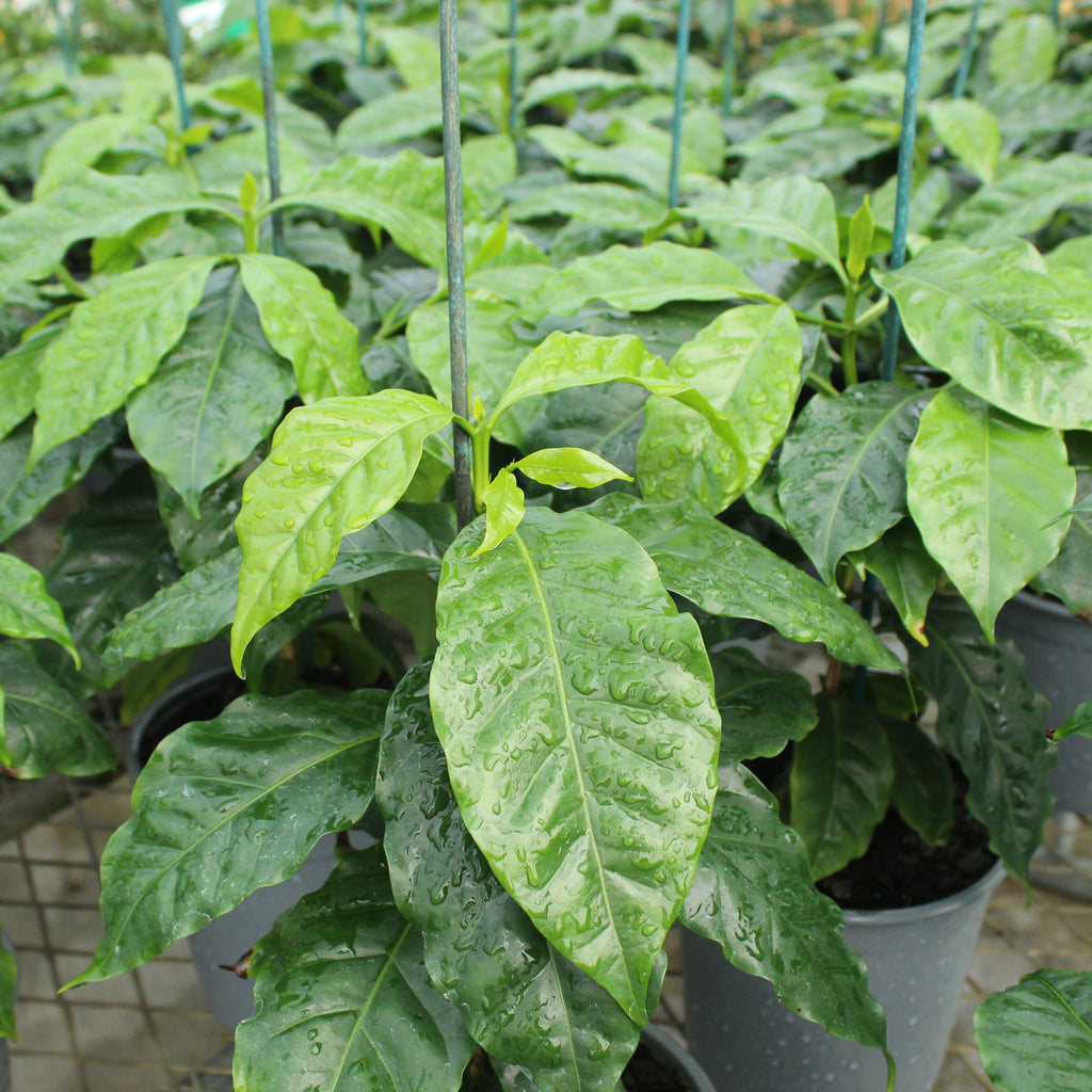 Coffea Arabica Image