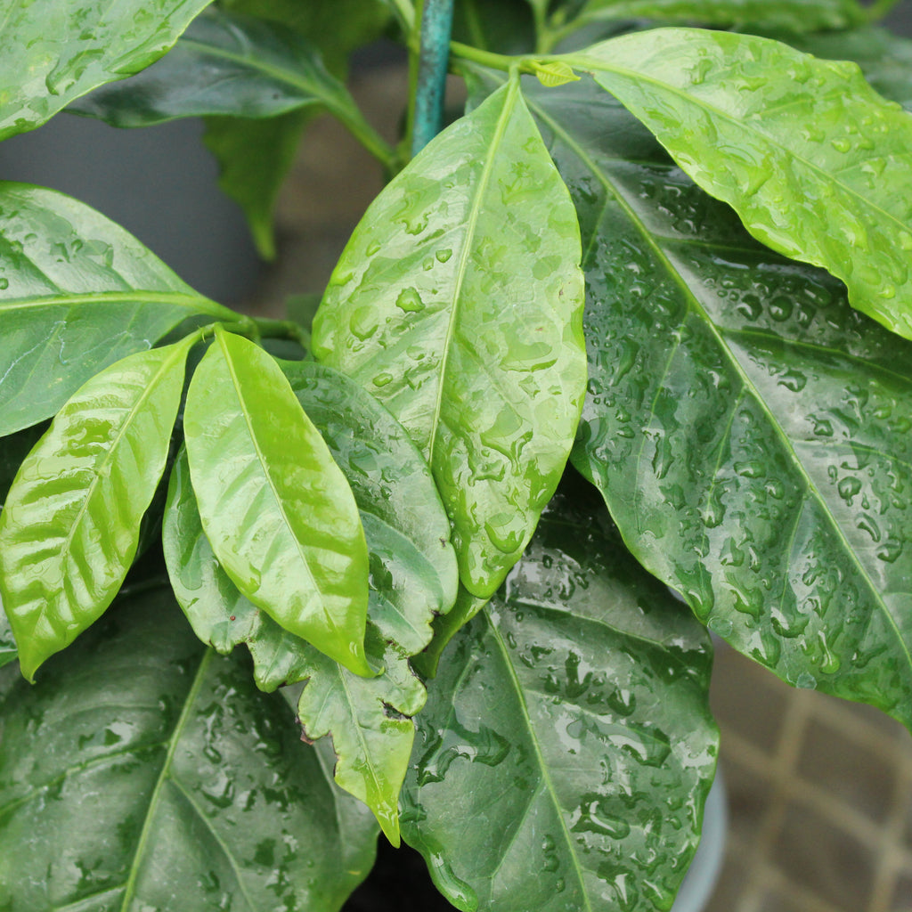 Coffea Arabica Image