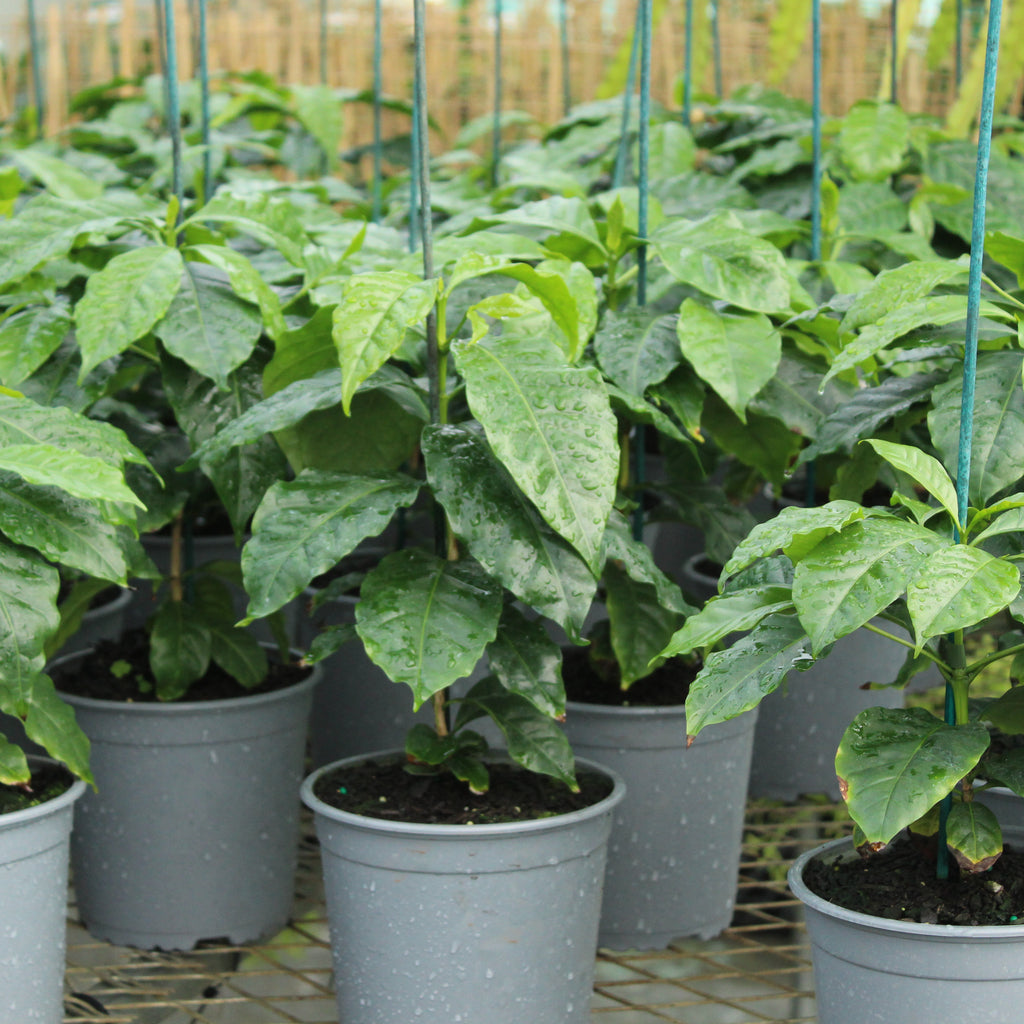 Coffea Arabica Image