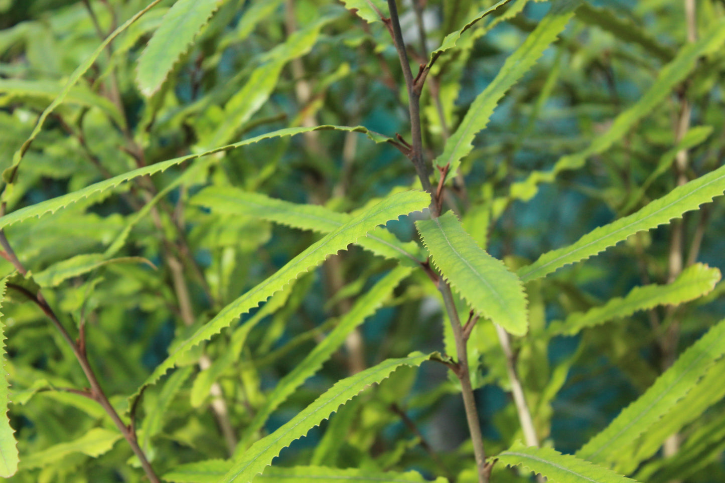Knightia excelsa