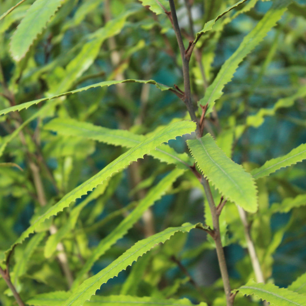 Knightia excelsa Image