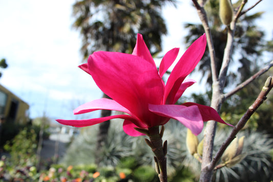 Magnolia Strawberry Fields