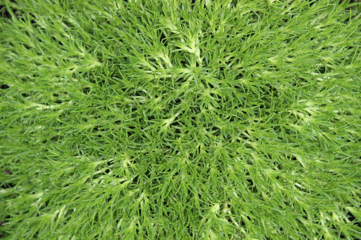 Scleranthus biflorus