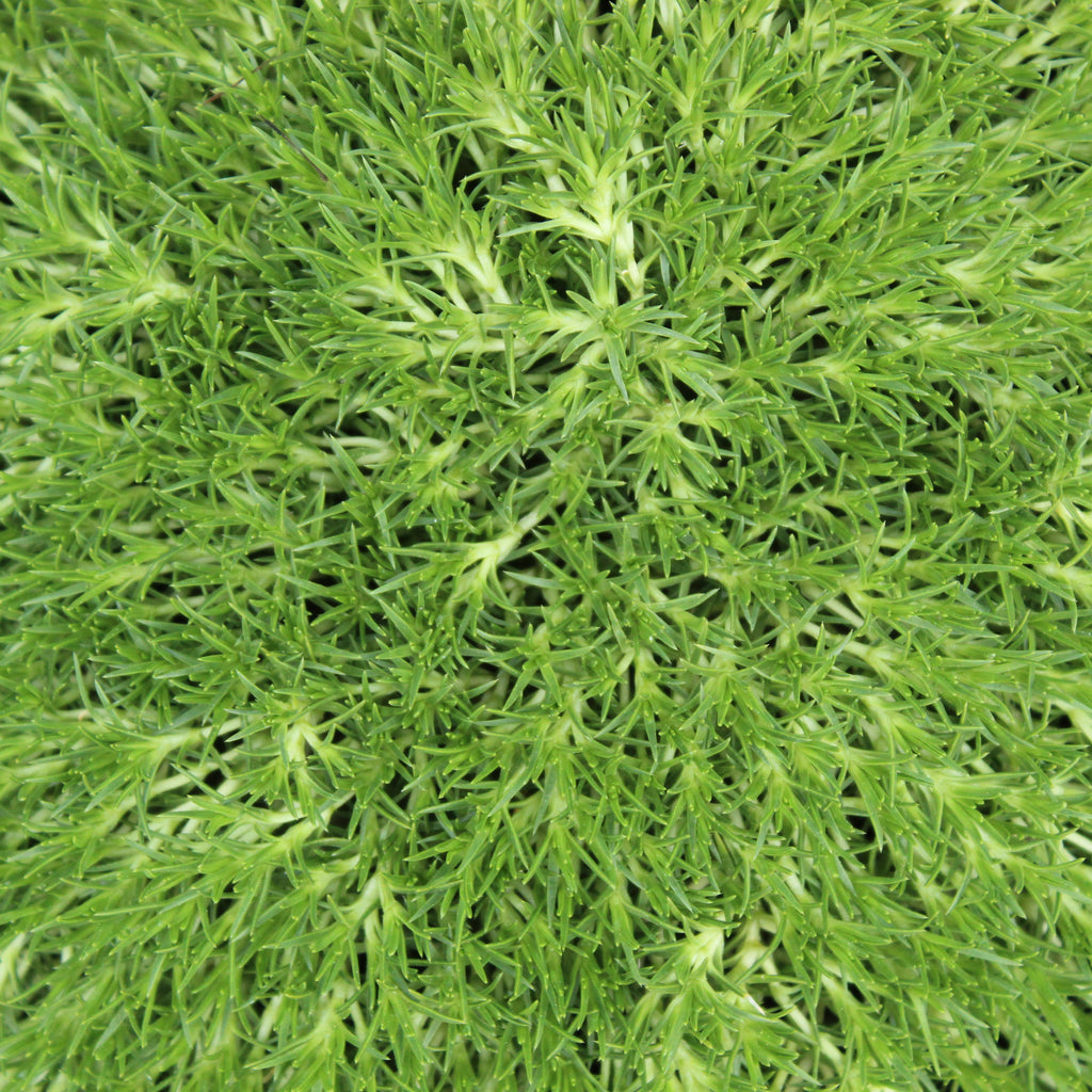 Scleranthus biflorus Image