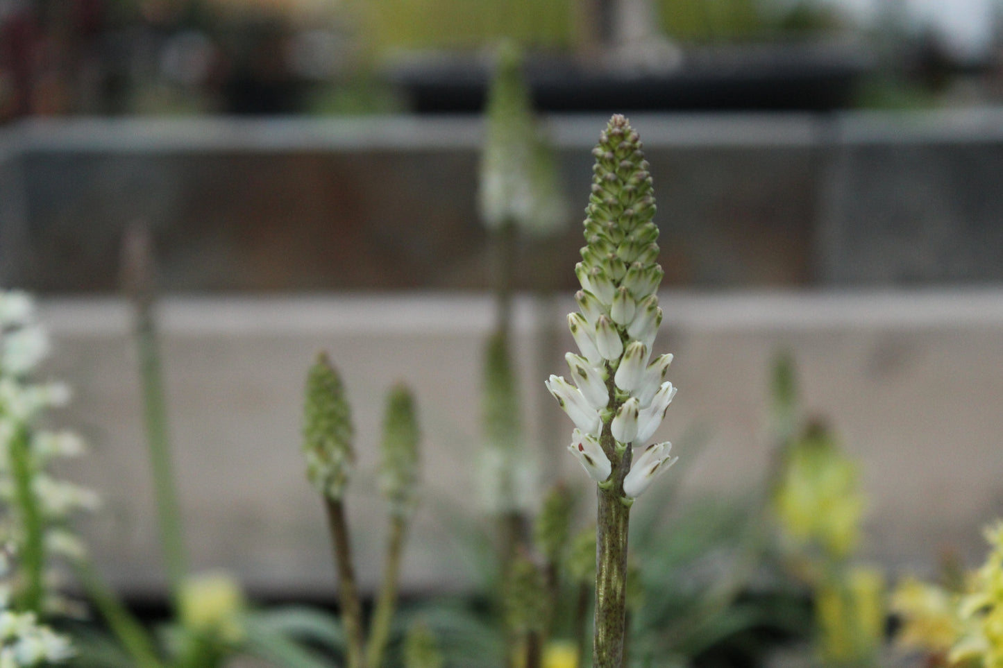 Lachenalia contaminata