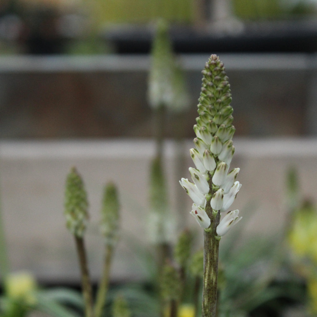 Lachenalia contaminata Image