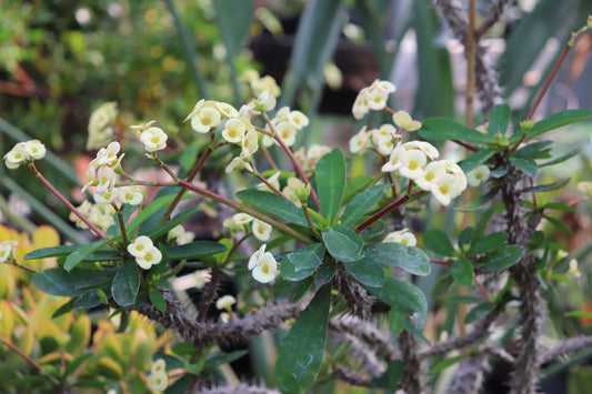 Euphorbia milii