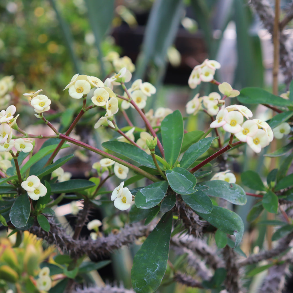 Euphorbia milii Image